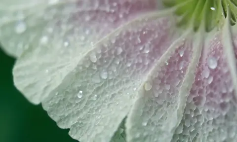 Extreme close-up reveals intricate details of natural flower petals with morning dew on them