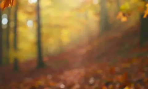 Autumn leaves fall against a blurred forest background in slow motion